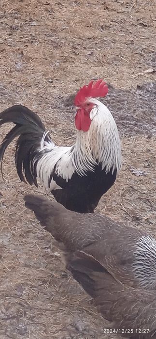 Італійський легорн срібний.Півень.