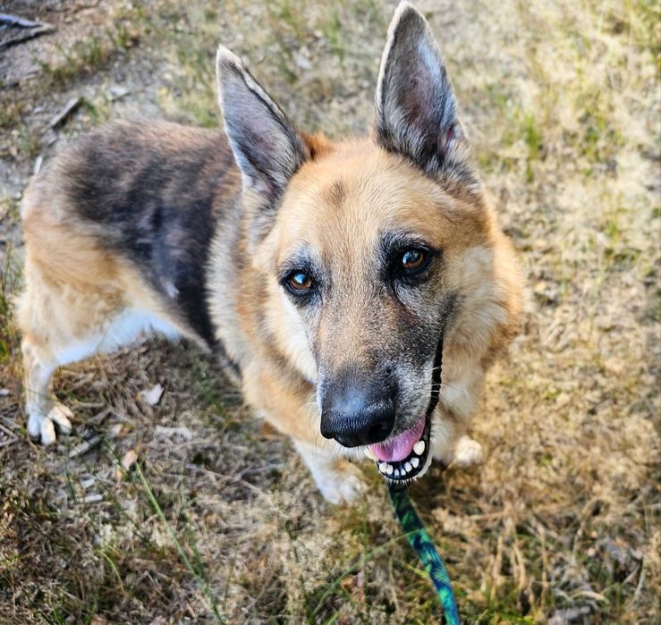 Sonia- urocza owczarkowa dama