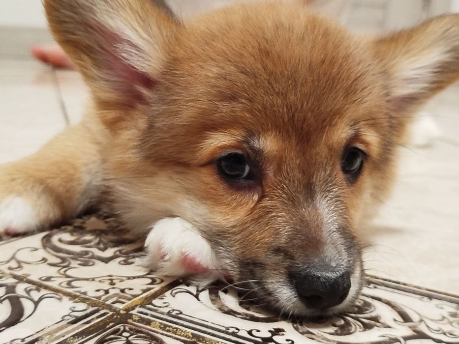 Неперевершені малюки Вельш коргі