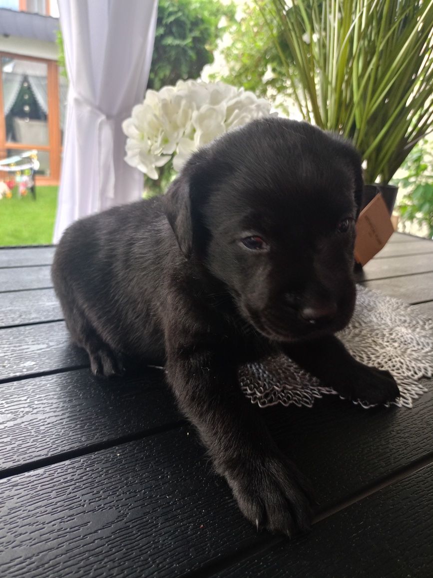 Labrador retriever piesek