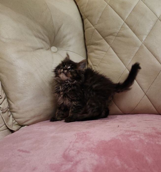 Maine Coon dziewczka 1600zl