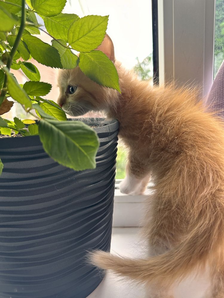 Віддам кошенят безкоштовно