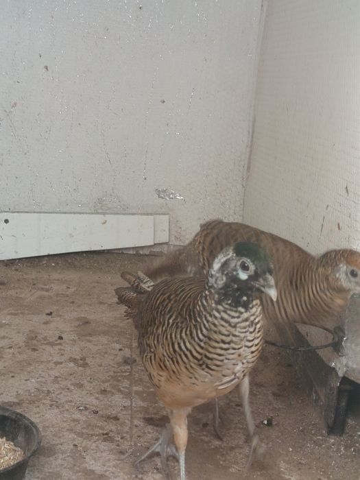 Faisōes dourados e leyds novo deste ano saudável