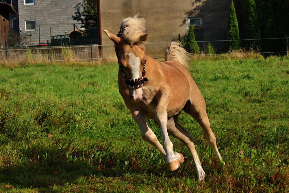 Ogierek Haflinger