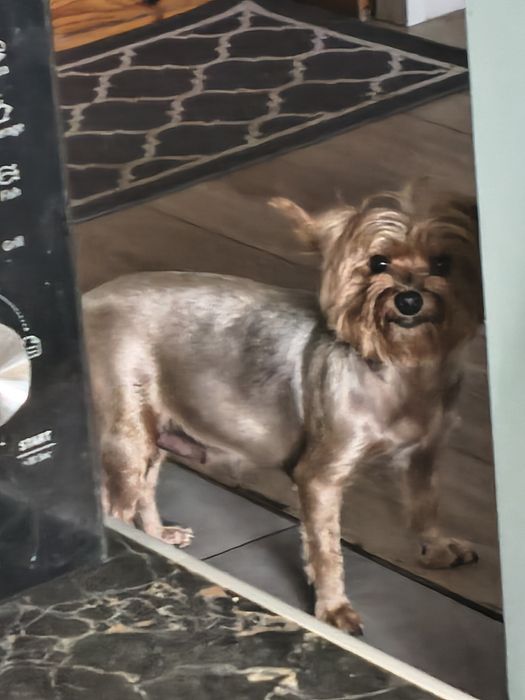 Sprzedam małego  jorka terrier