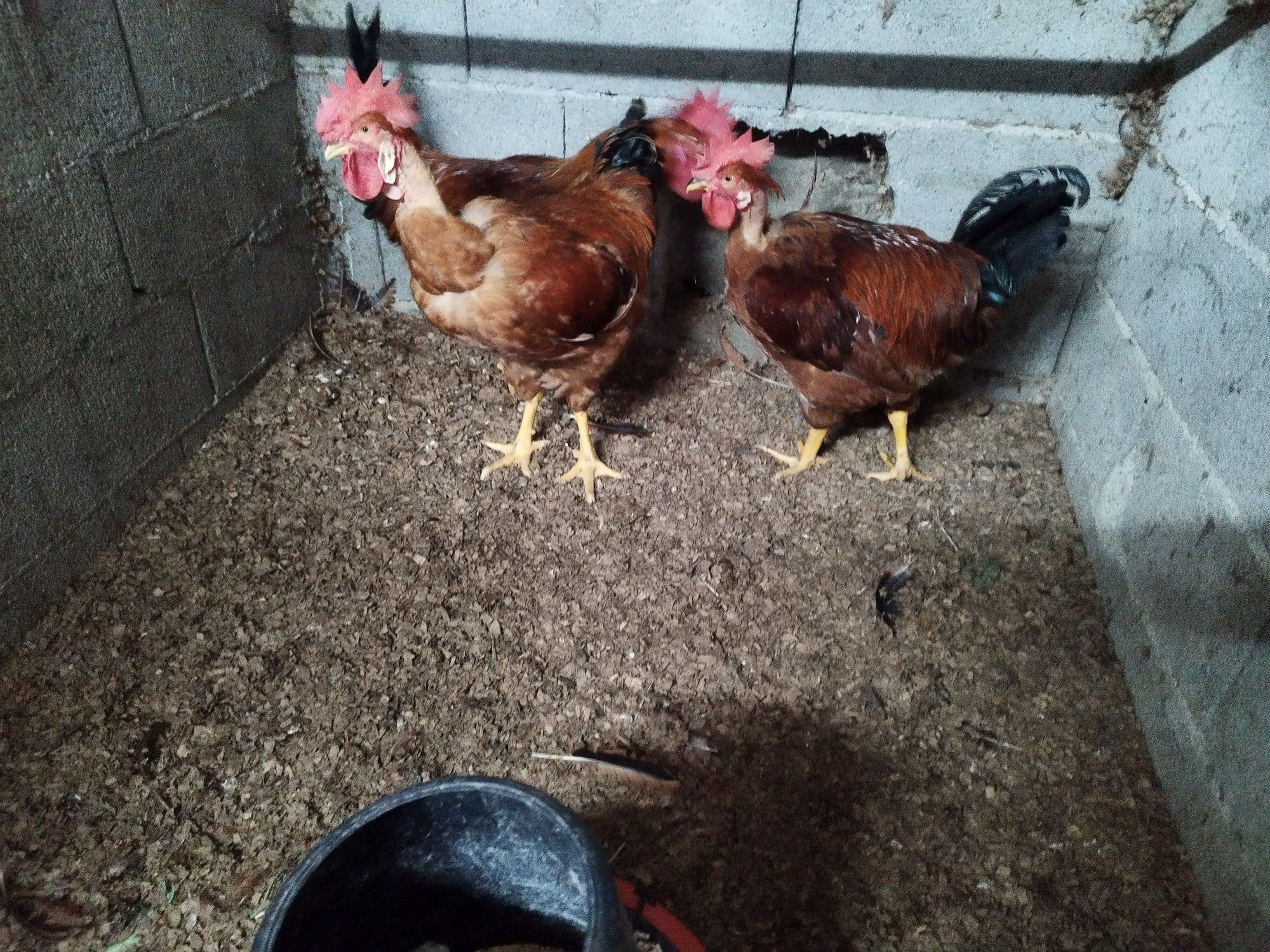 Galos vermelhos  caseiros