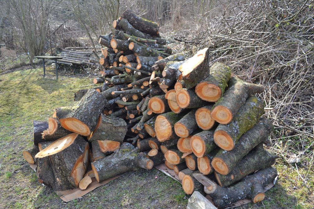 Drzewo do wędzenia Czereśnia zdrowa