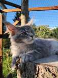 BETTY ... Kotka Maine Coon