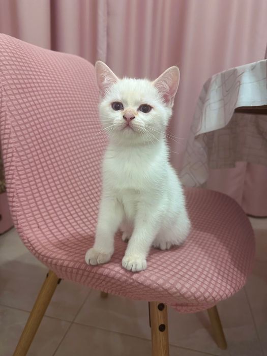 Шотландські котики