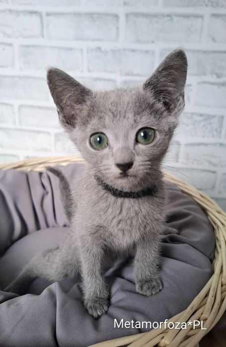 Kocurek rosyjski niebieski