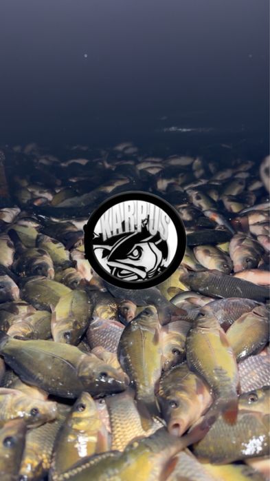 ZARYBIENIE kroczek narybek karp lin