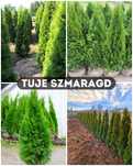 Tuje szmaragd, brabant, transport, nasadzenia