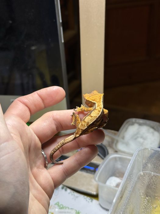 Gekony orzęsione / Gekon orzęsiony