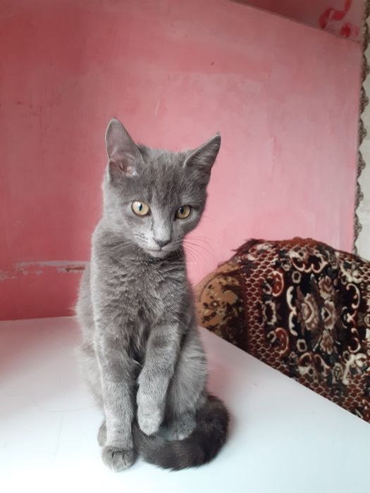 Дуже гарні, ласкаві та контактні котик і кішечка 4-х місяців