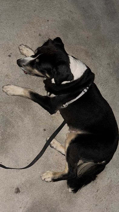 Cāo dóssil e inteligente - boiadeiro de berna