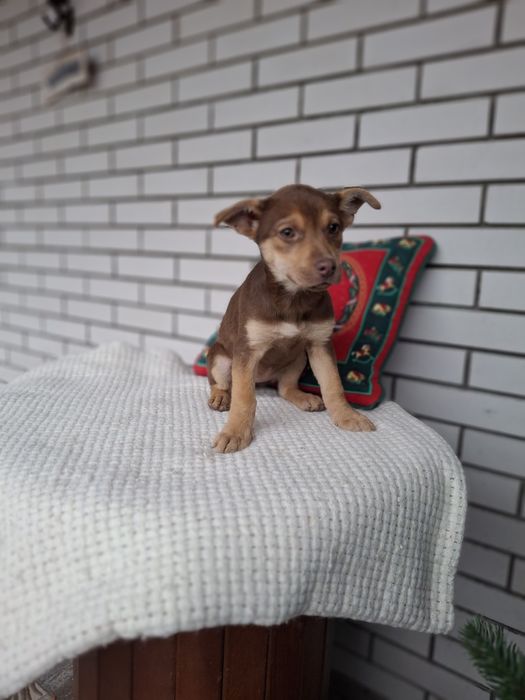 Щеня шоколадка буде невеличка 3 міс