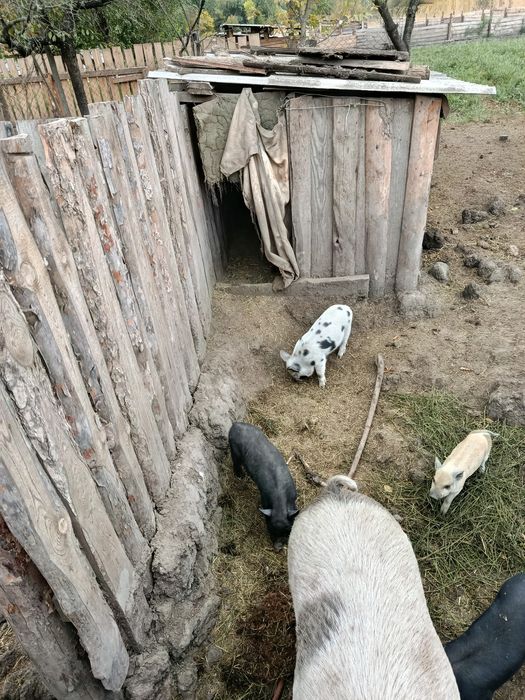 Реалізуємо маленьких поросят породи Кармал.. та.вівців