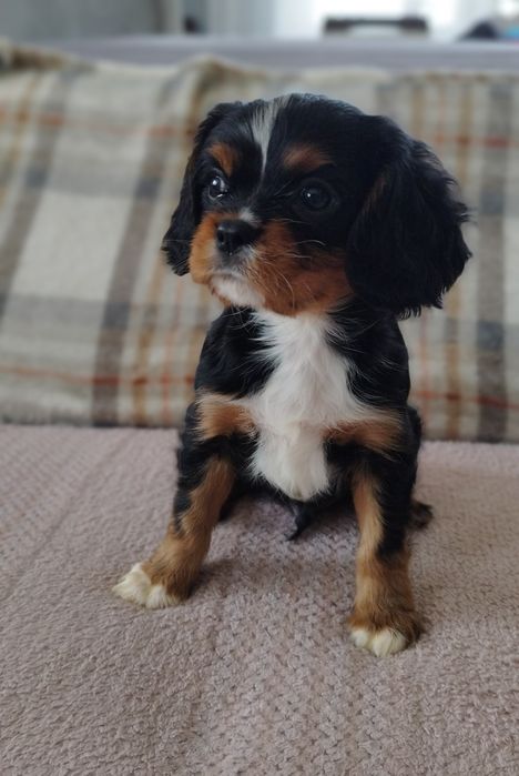 Do odbioru -Samiec cavalier king charles spaniel