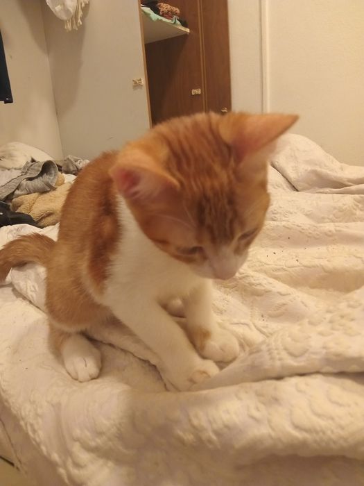 Adoção responsável