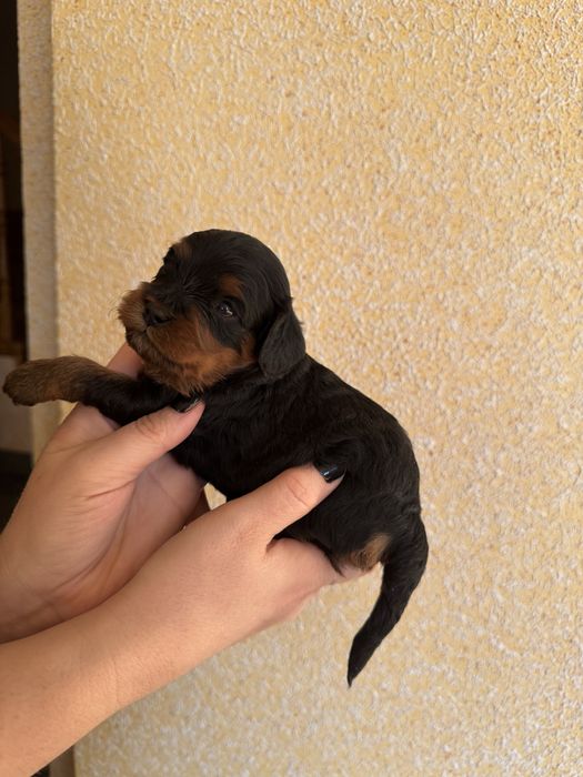 Cavapoo, Cavalier King Charles Spaniel i Pudrl Red