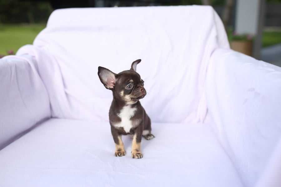 Chihuahua czekoladowy piesek krótkowłosy, wystawowy FCI ZKWP