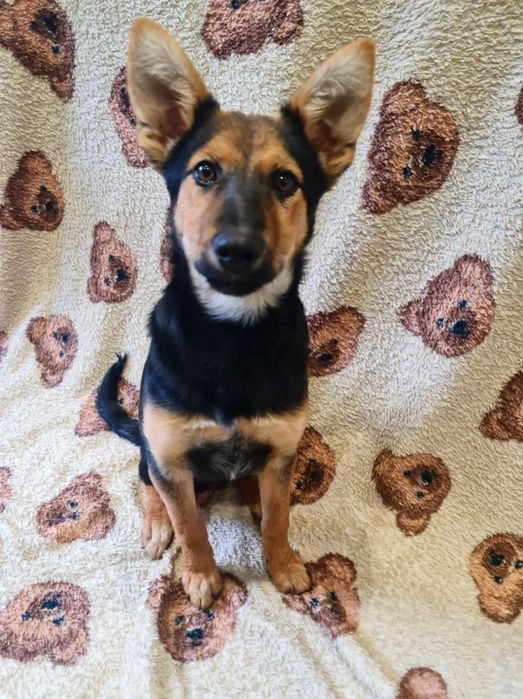 Wesoła Fifi szuka swojego człowieka