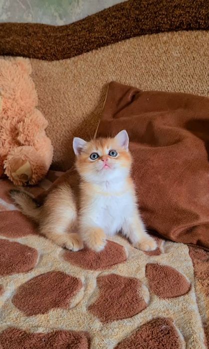 Вислоухие и Прямоухие золотая шиншилла