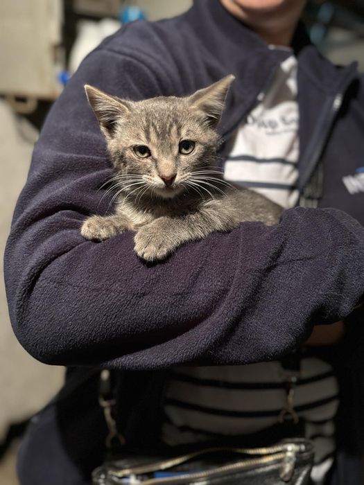 Котик 3 месяца бесплатно