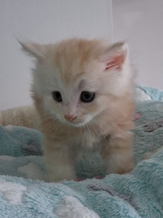 Gatinho Bosques da Noruega  com lop