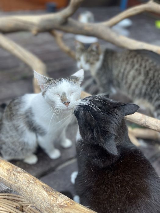 Młodziutka Szałwia szuka domu!