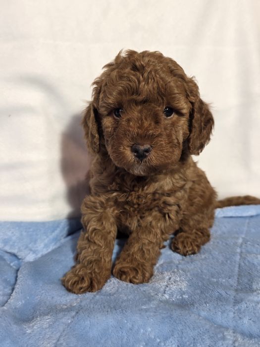 piesek pudel mini/toy