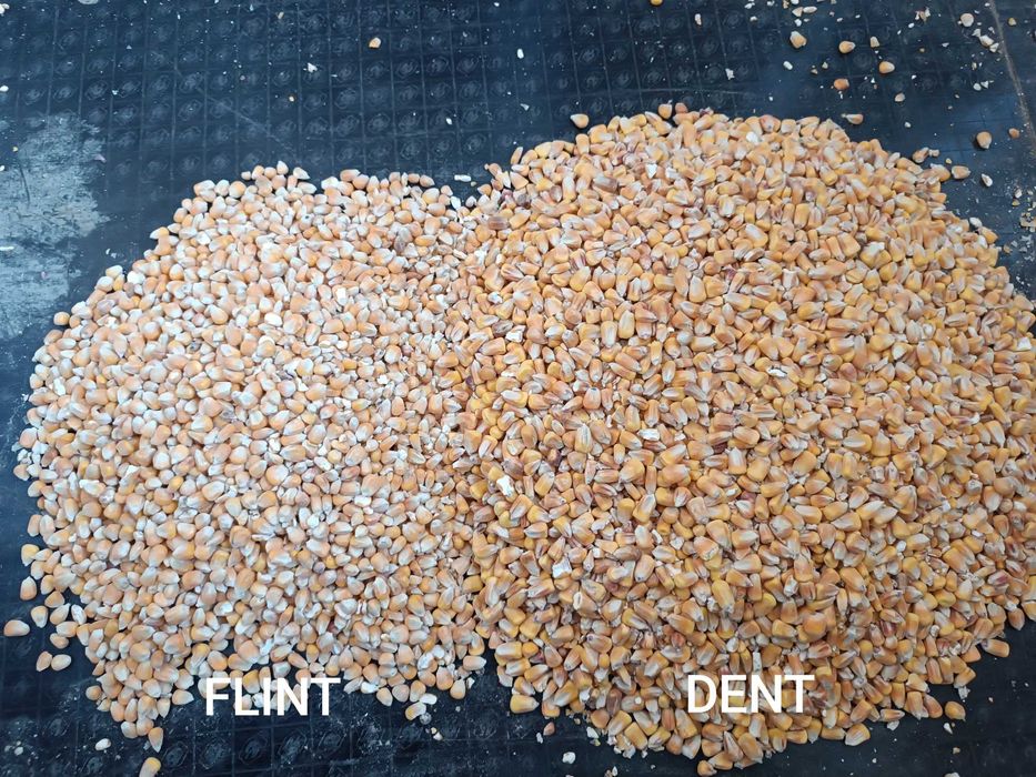 Kukurydza sucha flint dent czerwona drobna 2024