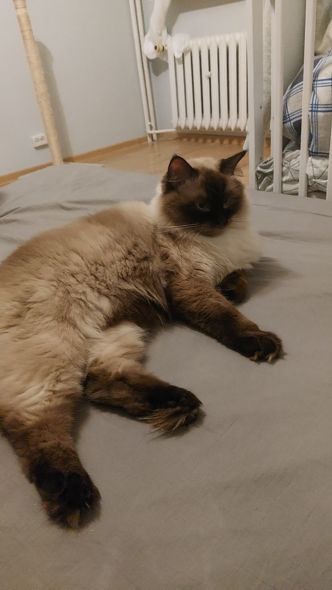 Kot Ragdoll 2 letni lagodny rezerwacja do 11.07