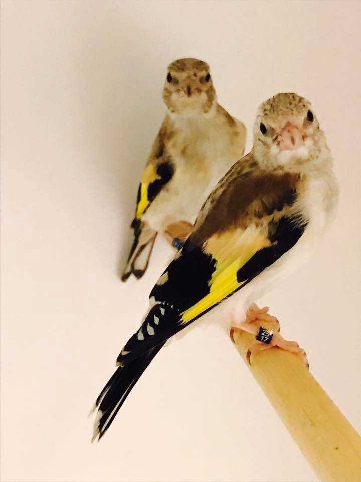 Várias Aves de Fauna  2024/2025