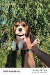 Beagle TRI color szczeniak pies suczka