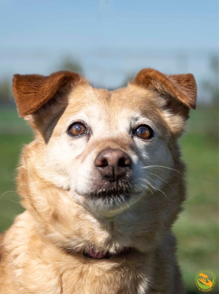 Lola sunia o złotym sercu do adopcji
