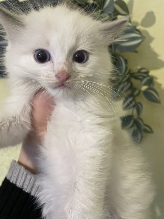 Ragdoll rodzice  FPL  kot kotka seal bicolor