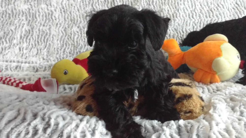 Sznaucer miniaturowy czarny suczka (FCI)