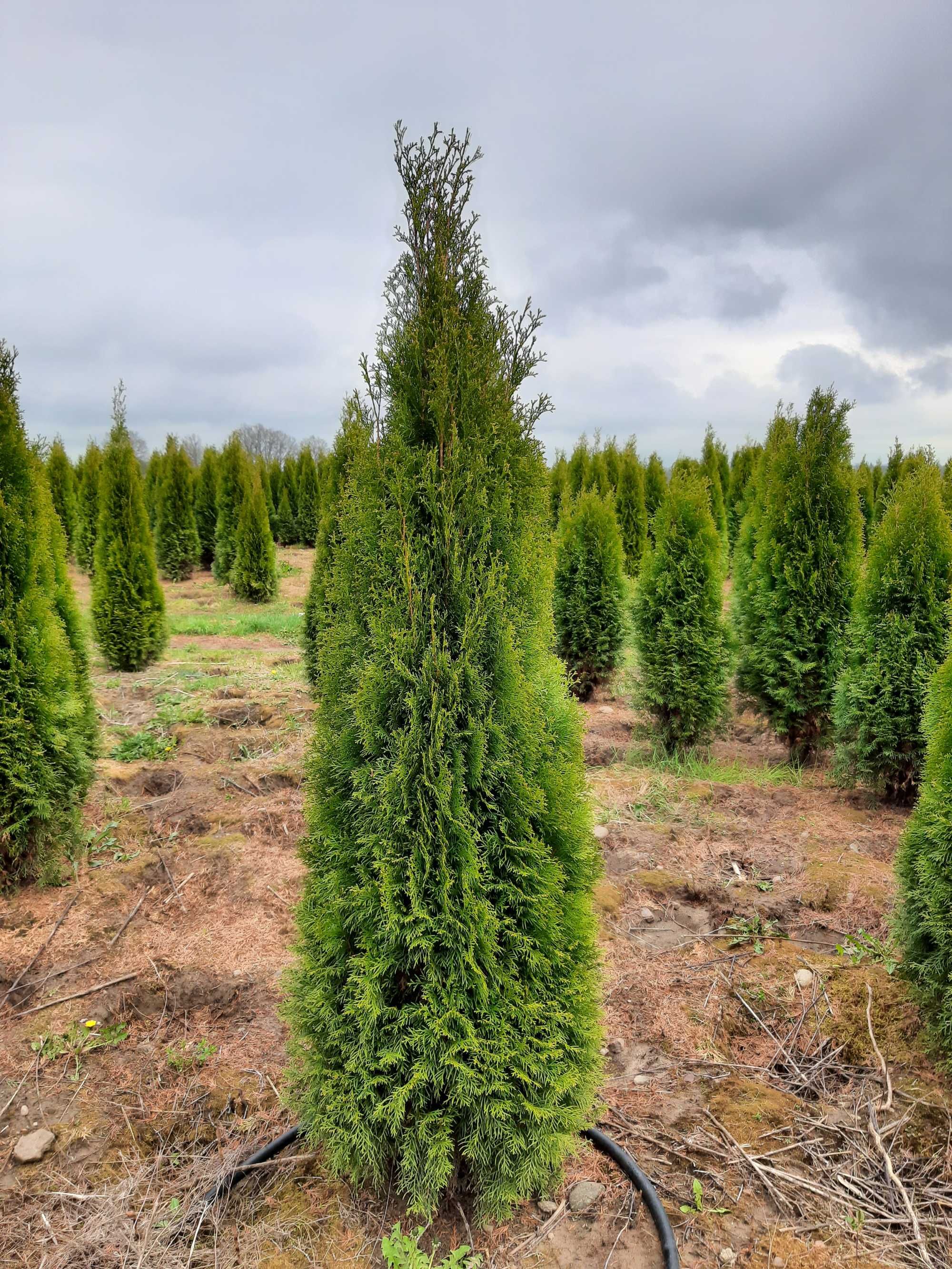 Thuja Smaragd 160,180,200,220 cm! Tuje! Sadzenie! Tuja Szmaragd!Dowóz!