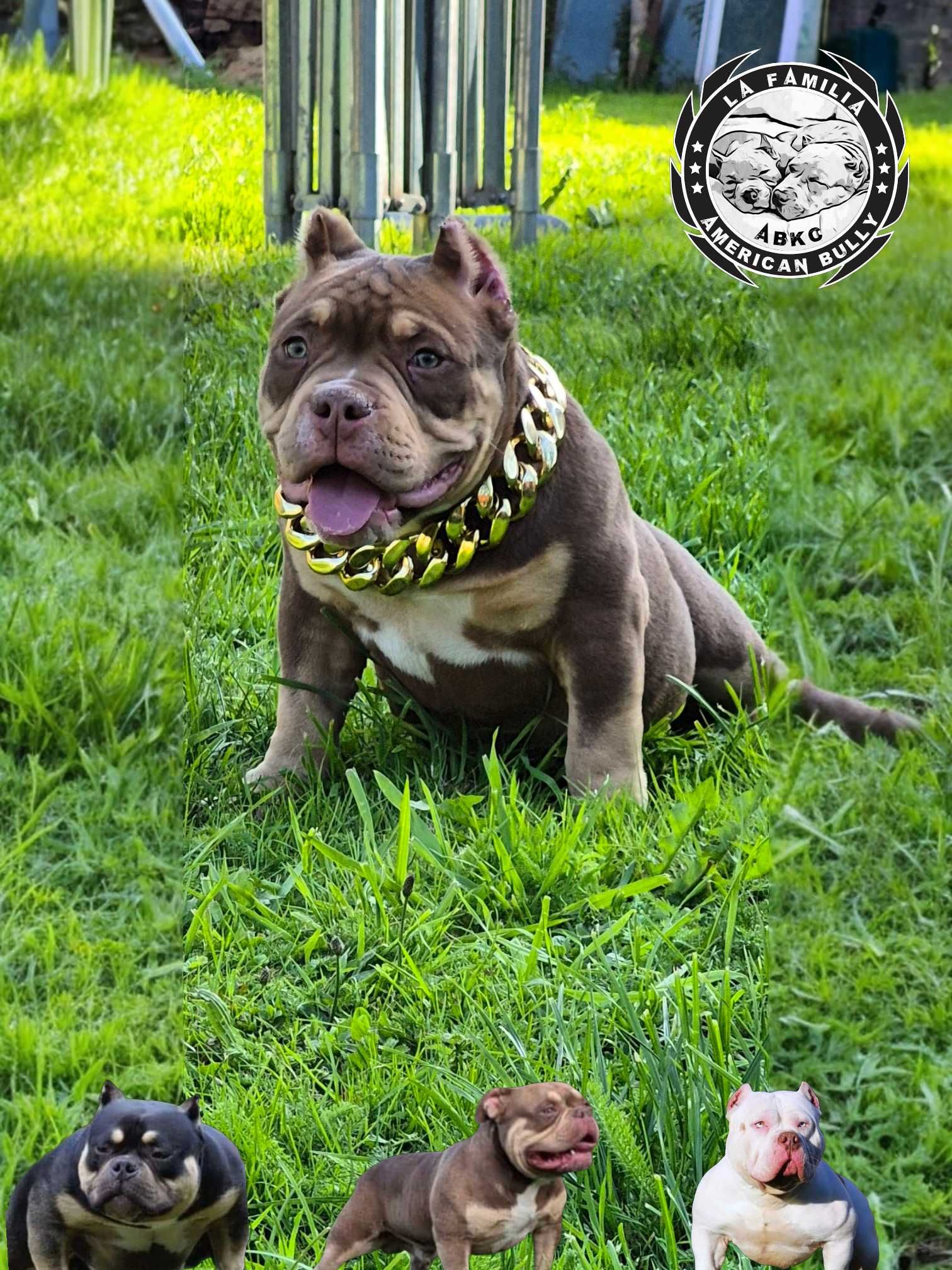 American Bully abkc