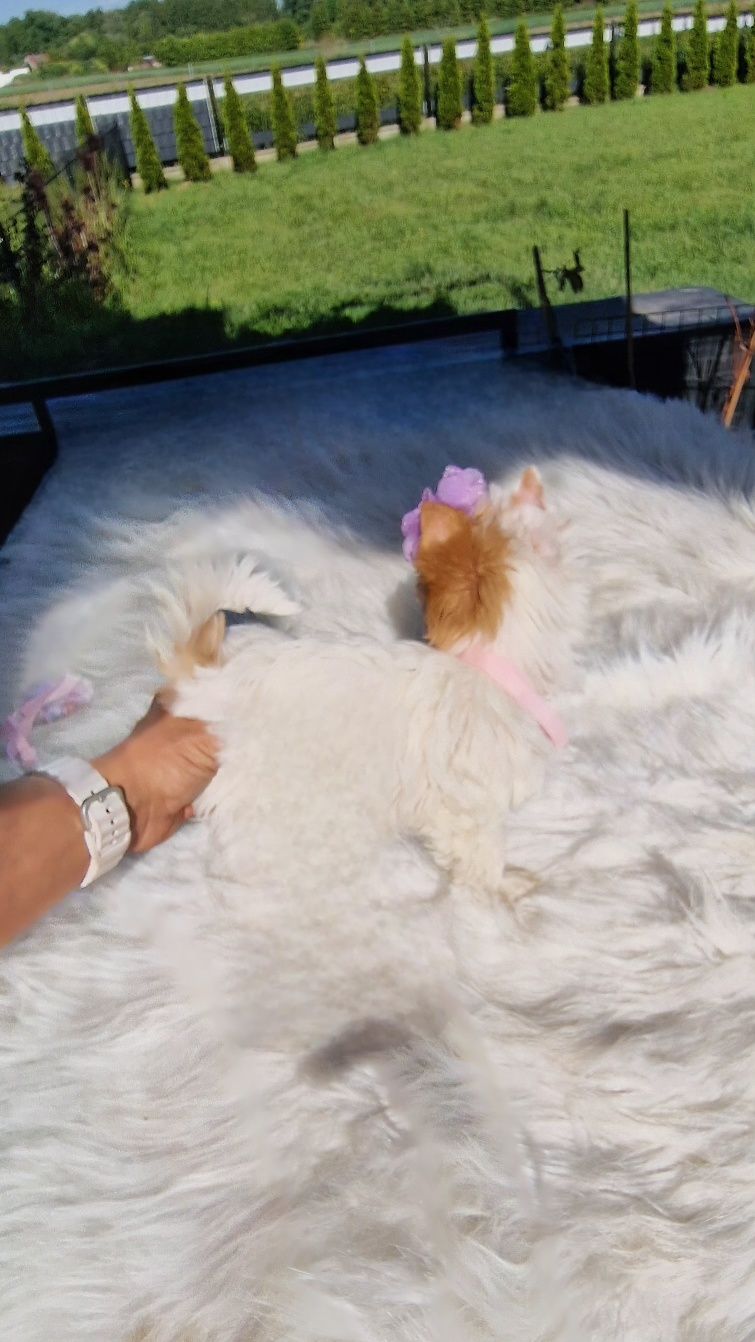 Wyjątkowa lalka Yorkshire Terrier – szkolona, gotowa do odbioru!