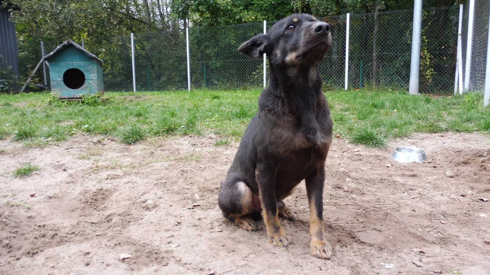 Grzeczny Bajtek chciałby mieć fajnego właściciela