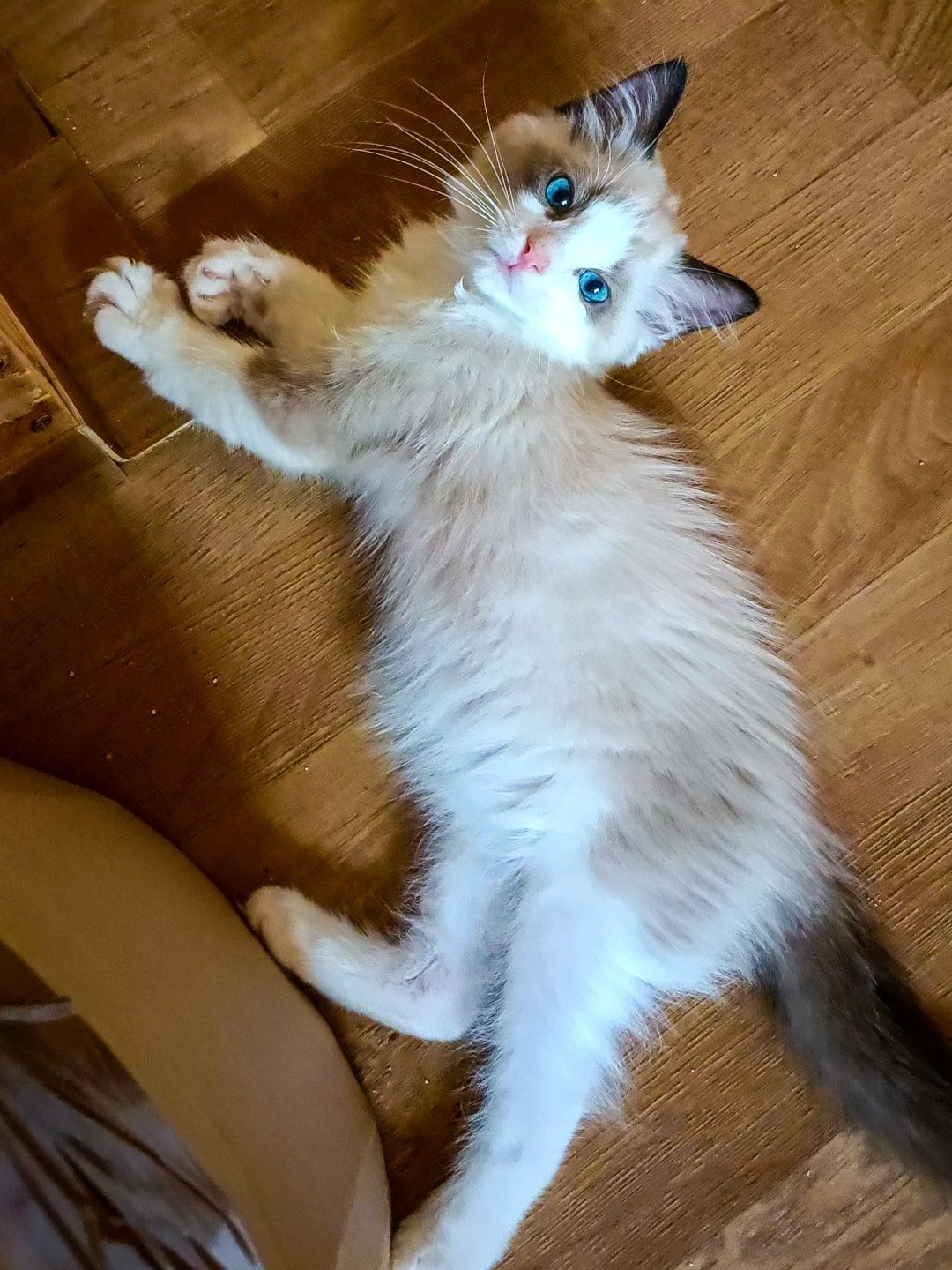 Śliczny kotek Ragdoll seal bicolor