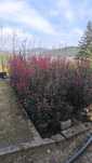 Photinia Robusta Compacta 1,50/1,75m