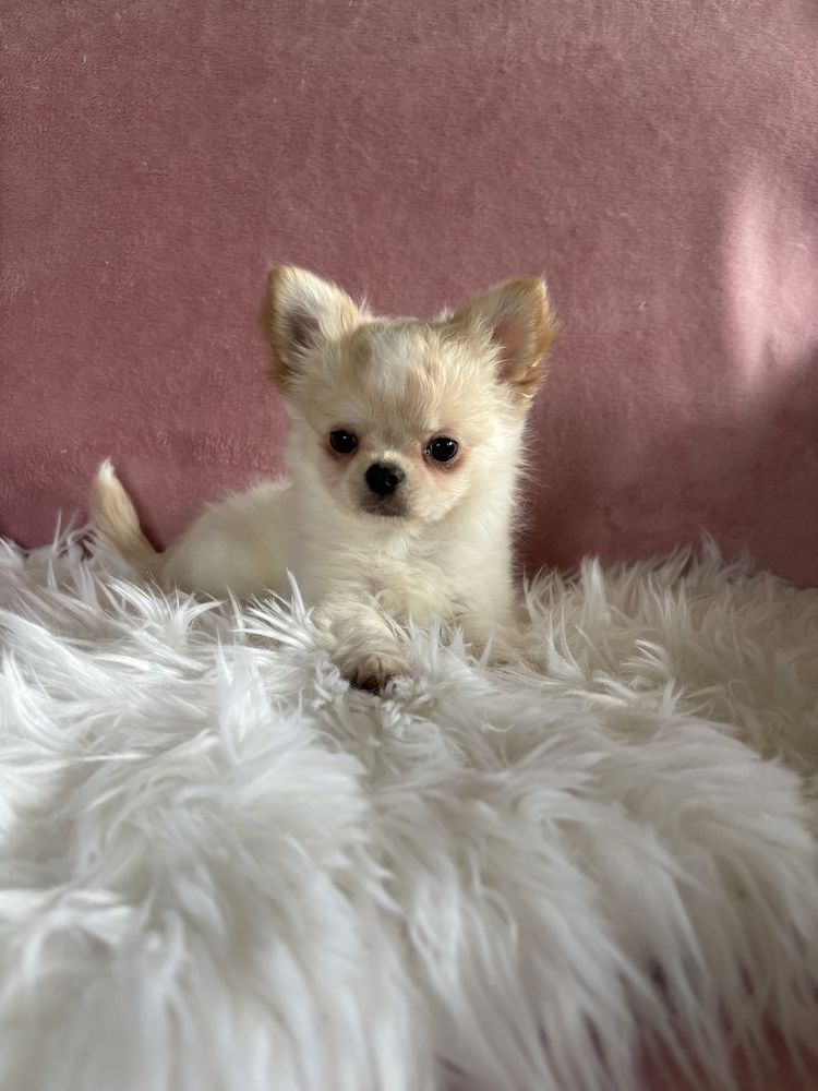 Przepięny mini piesek Jerry już do odbioru !