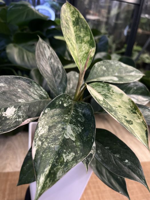 Aglaonema Siam Jade variegata