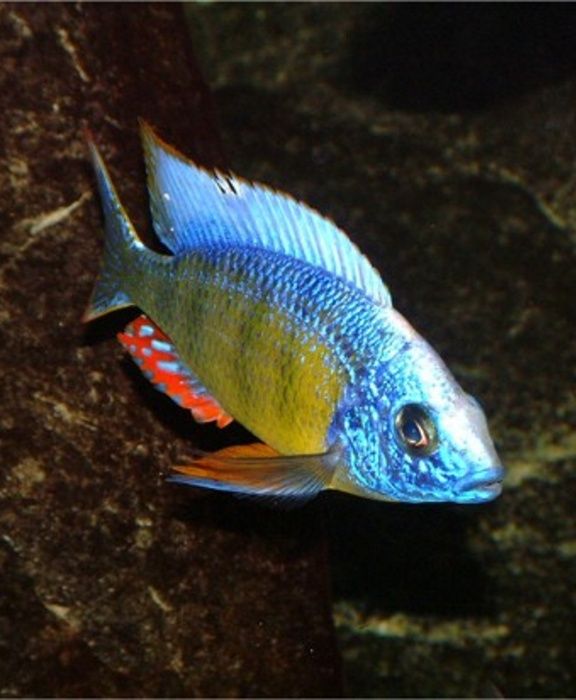 Дельфін блакитний Cyrtocara moorii Малаві Цихлиди Акваріумні рибки
