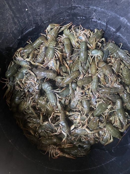 РАКИ живі та варені