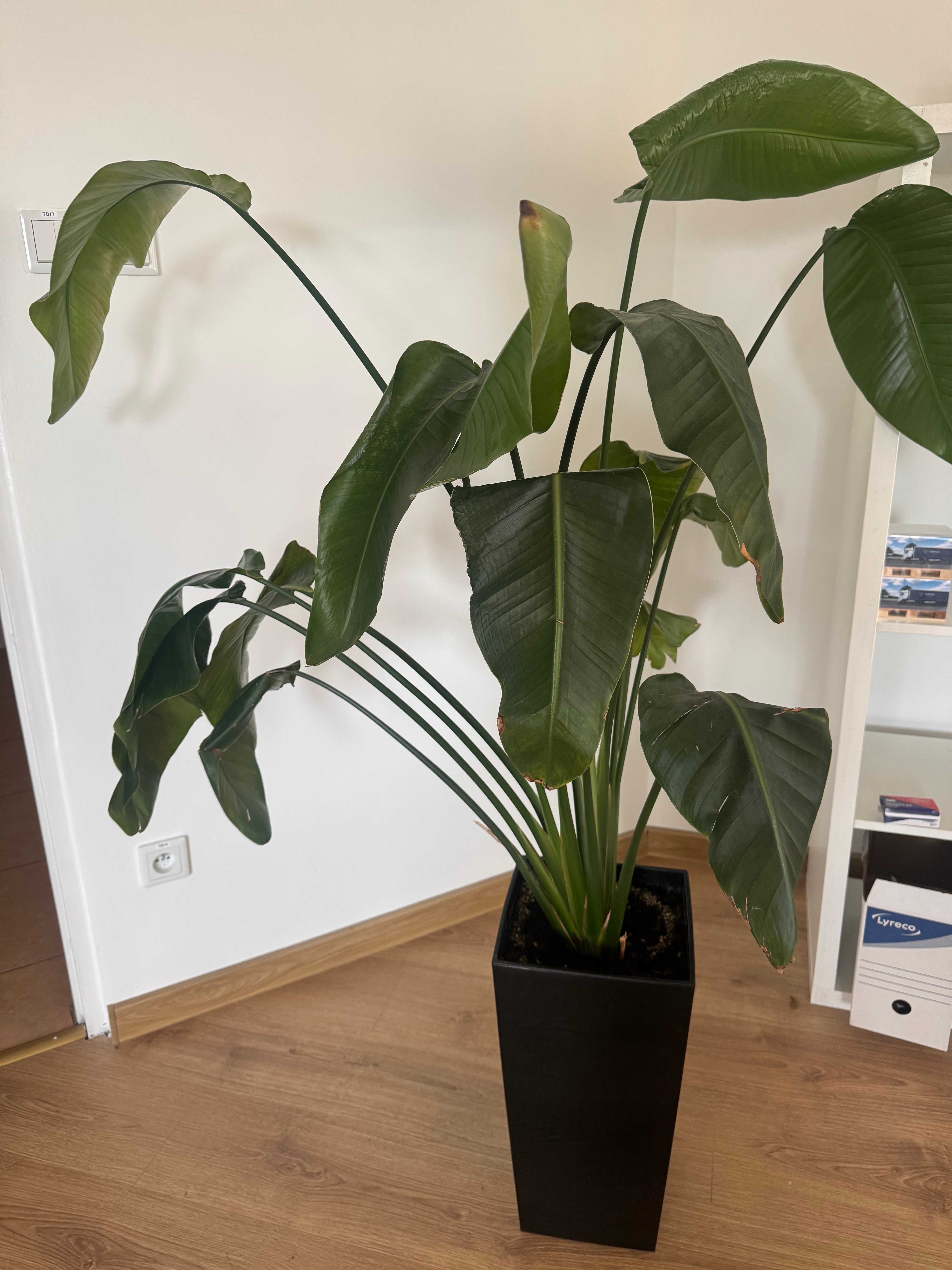 KWIATY POKOJOWE OLBRZYMY ! monstera, figowiec, bananowiec