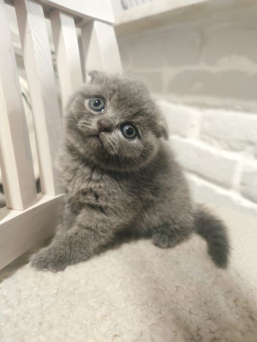 Шотландські кошенята